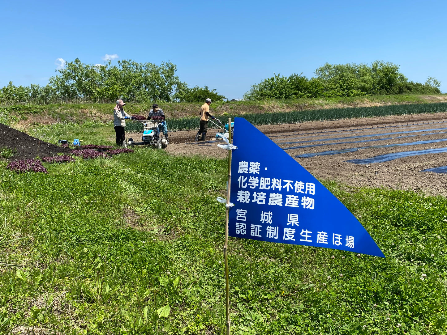 飲む粉野菜（サラダの代わりになる野菜サプリ）9つの野菜ミックス　90粒タイプ